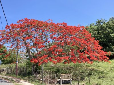 Delonix regia, photographed by Heather DeGaetano