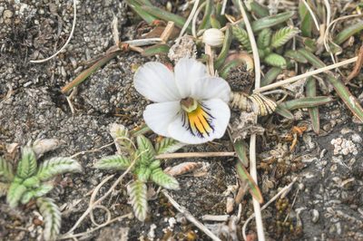 Viola pygmaea, photographed by Morten Ross