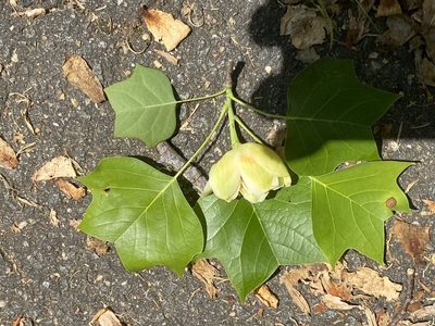 Liriodendron tulipifera, photographed by Judy Gallagher