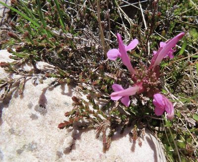 Pedicularis sylvatica, photographed by Anne Thomson