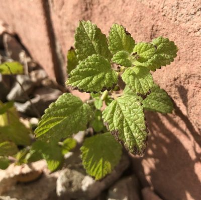 Melissa officinalis, photographed by Jochen Essig