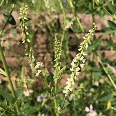 Melilotus albus, photographed by Jochen Essig