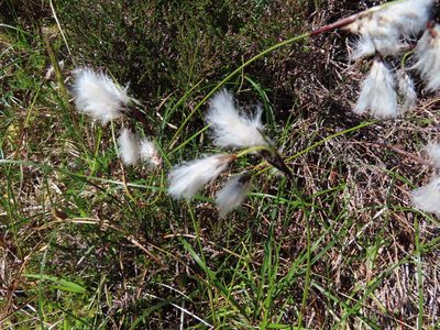Eriophorum angustifolium, photographed by Anne Thomson