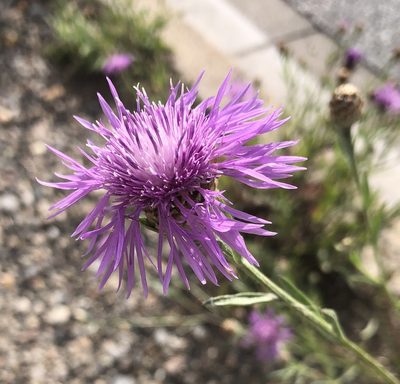 Centaurea jacea, photographed by Jochen Essig