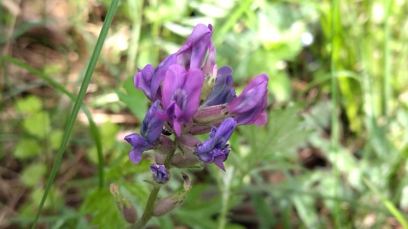 Oxytropis campanulata, photographed by Екатерина Гущина