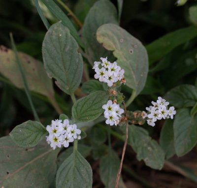 Heliotropium europaeum, photographed by Daniela Costa