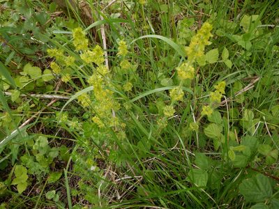 Cruciata laevipes, photographed by Karen Fry
