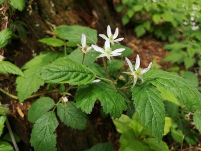 Rubus ursinus, photographed by Jens-Christian Svenning
