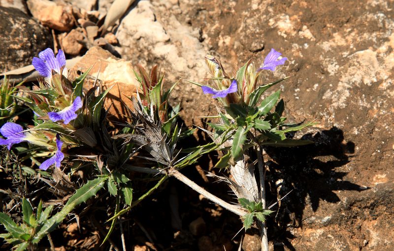 Blepharis aspera, photographed by Wynand Uys