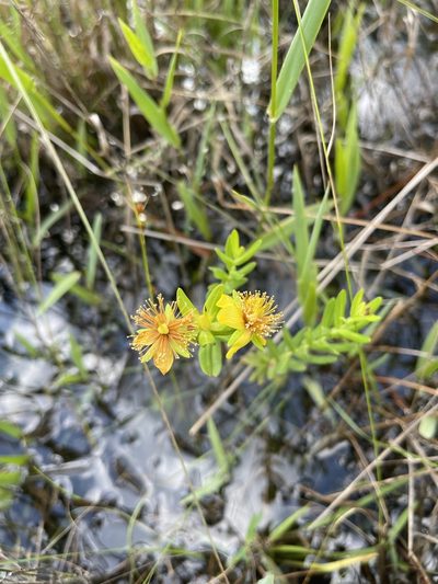 Hypericum myrtifolium, photographed by Brandon Corder