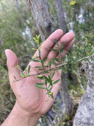 Ilex myrtifolia, photographed by Brandon Corder