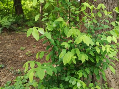 Vaccinium parvifolium, photographed by Jens-Christian Svenning