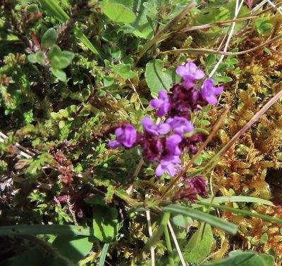 Thymus praecox, photographed by Anne Thomson