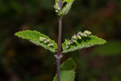 Teucrium scorodonia, photographed by Daniela Costa