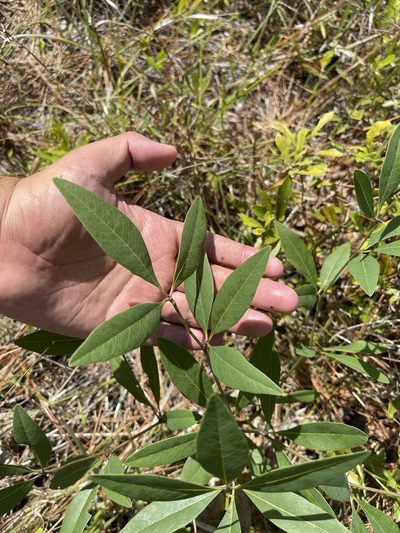 Baptisia lanceolata, photographed by Brandon Corder