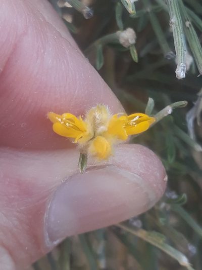 Genista microcephala, photographed by Karim Haddad
