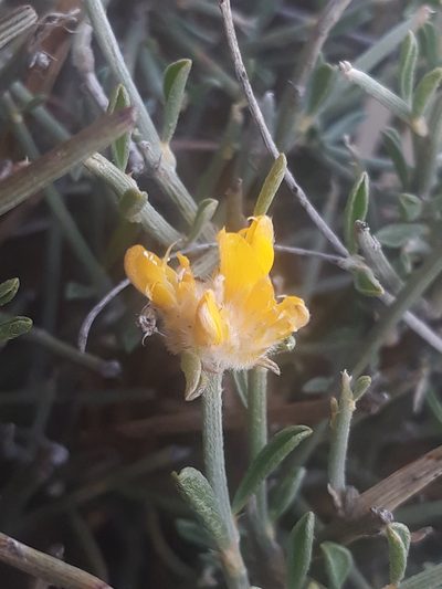 Genista microcephala, photographed by Karim Haddad