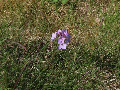 Cardamine pratensis, photographed by Anne Thomson