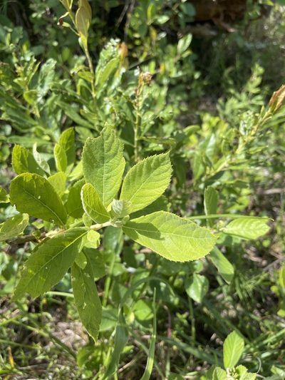 Clethra tomentosa, photographed by Brandon Corder