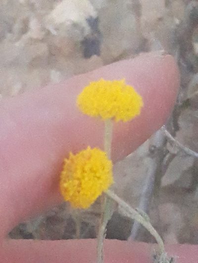 Santolina africana, photographed by Karim Haddad