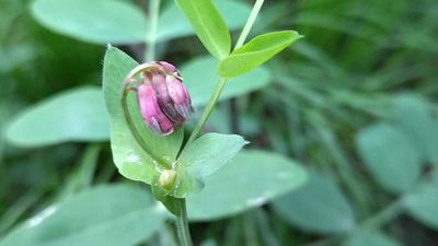 Lathyrus pisiformis, photographed by Екатерина Гущина