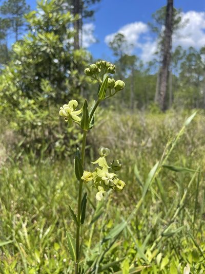Asclepias connivens, photographed by Brandon Corder