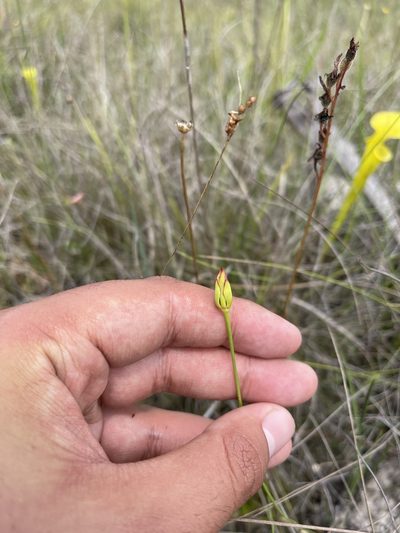 Harperocallis flava, photographed by Brandon Corder