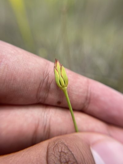 Harperocallis flava, photographed by Brandon Corder