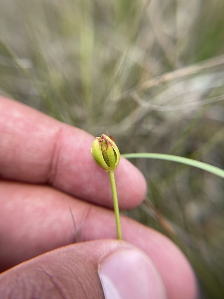 Harperocallis flava, photographed by Brandon Corder