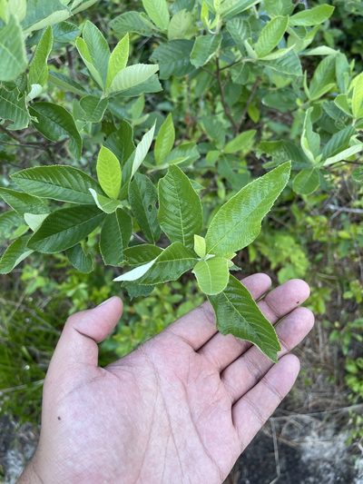 Clethra tomentosa, photographed by Brandon Corder