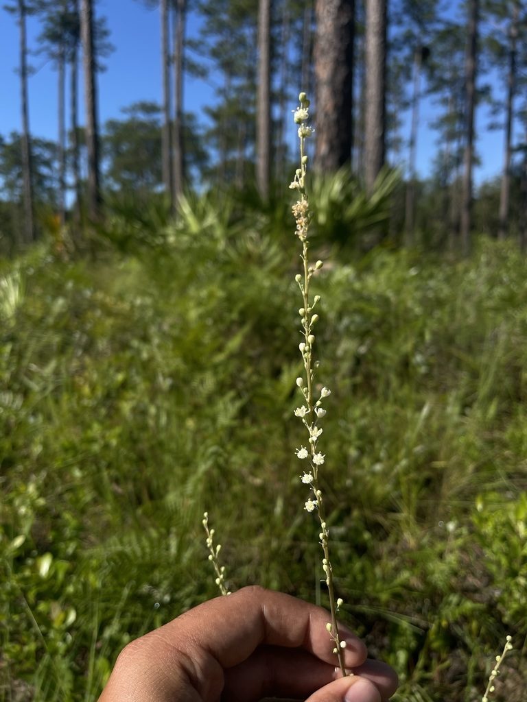 Nolina atopocarpa, photographed by Brandon Corder
