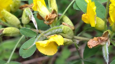 Chamaecytisus ruthenicus, photographed by Екатерина Гущина