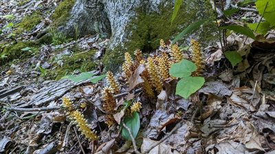 Conopholis americana, photographed by Matt Schenck