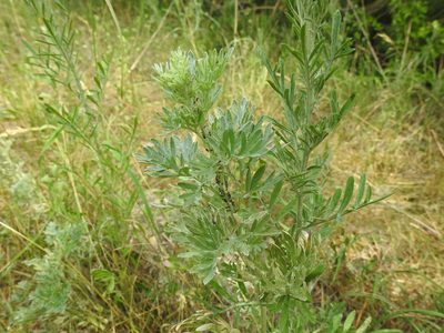 Artemisia absinthium, photographed by Yann Kemper