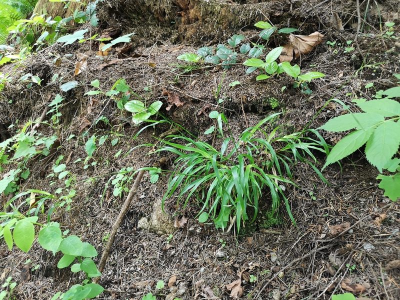 Luzula parviflora, photographed by Jens-Christian Svenning