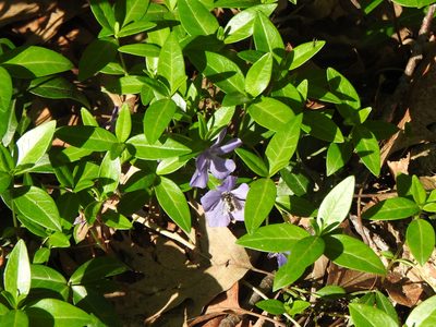 Vinca minor, photographed by Liren Varghese