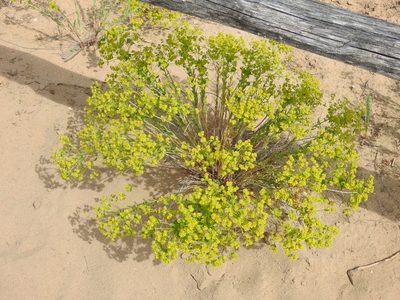 Euphorbia seguieriana, photographed by Yann Kemper