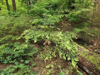 Tsuga heterophylla, photographed by Jens-Christian Svenning