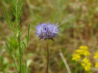 Jasione montana, photographed by Yann Kemper