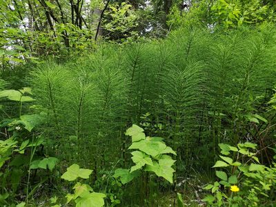 Equisetum telmateia, photographed by Jens-Christian Svenning