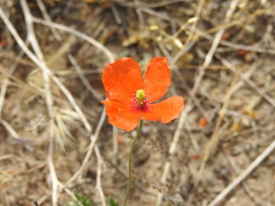 Papaver dubium, photographed by Yann Kemper