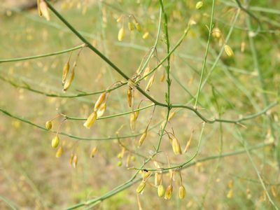 Asparagus officinalis, photographed by Yann Kemper
