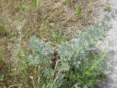 Artemisia absinthium, photographed by Yann Kemper