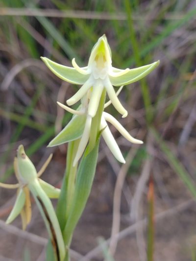 Habenaria trifida, photographed by Lucas Kaminski