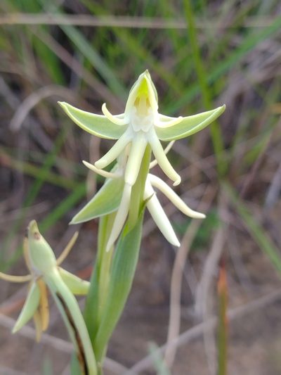 Habenaria trifida, photographed by Lucas Kaminski