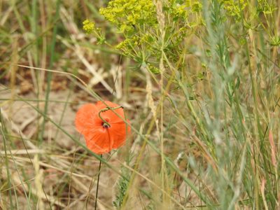 Papaver dubium, photographed by Yann Kemper