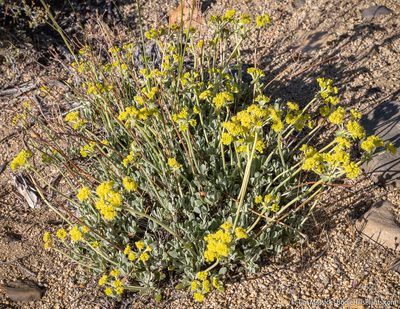 Eriogonum umbellatum, photographed by Tim Messick