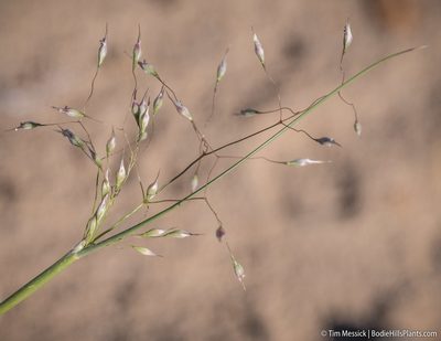 Eriocoma hymenoides, photographed by Tim Messick