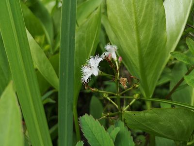 Menyanthes trifoliata, photographed by Jens-Christian Svenning