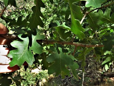 Quercus gambelii, photographed by Annika Lindqvist